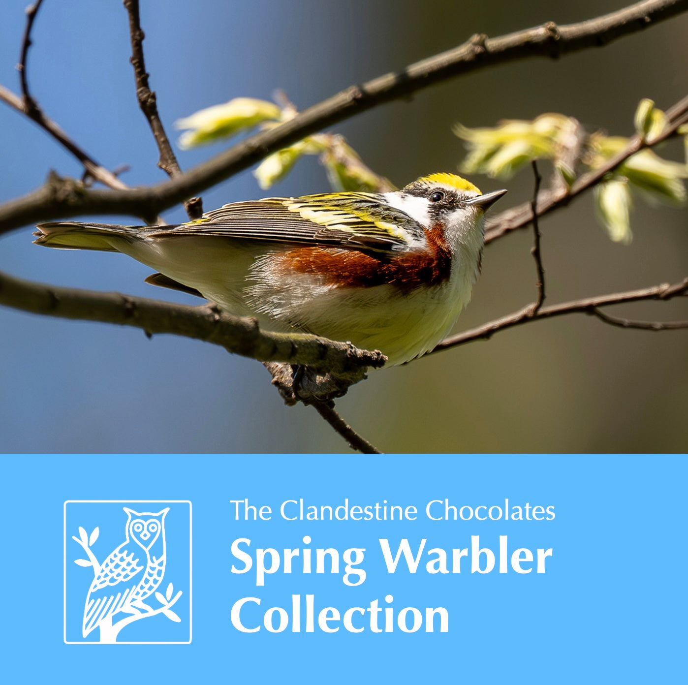 The Spring Warbler Collection